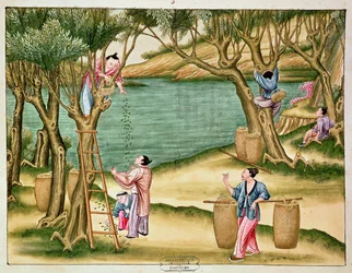 Collecting mulberries, from a book on the silk industry